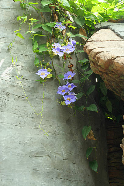 istock Flowering Ivy Along Rock Edge 144283286