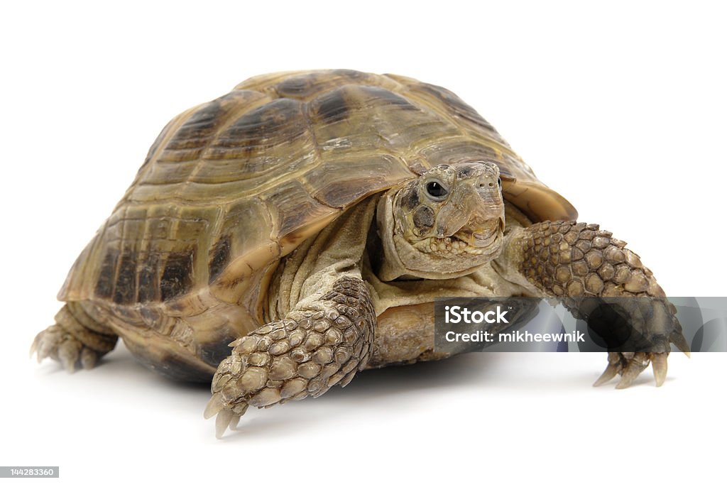 turtle2 - Lizenzfrei Ausdauer Stock-Foto