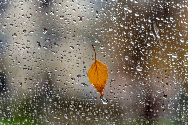 Yellow autumn leaf on rainy car window