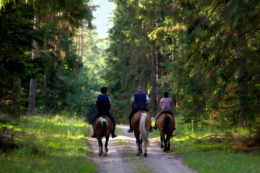 people are going on horse through forest
