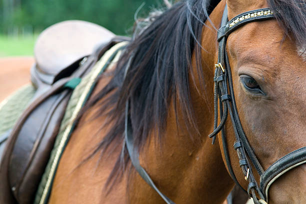 istock half of horse 144283562
