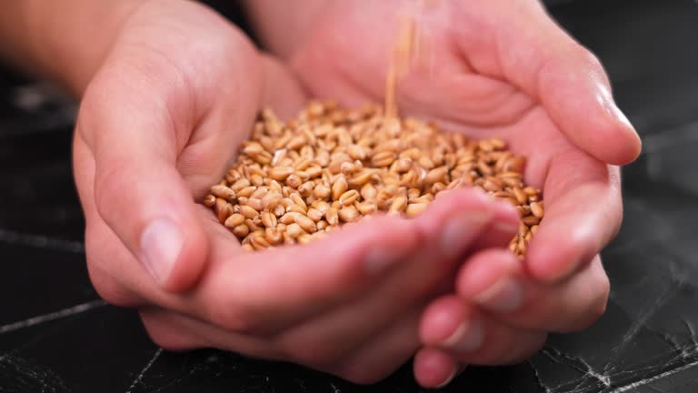 Wheat seeds filling hands on a black grunge dramatic background