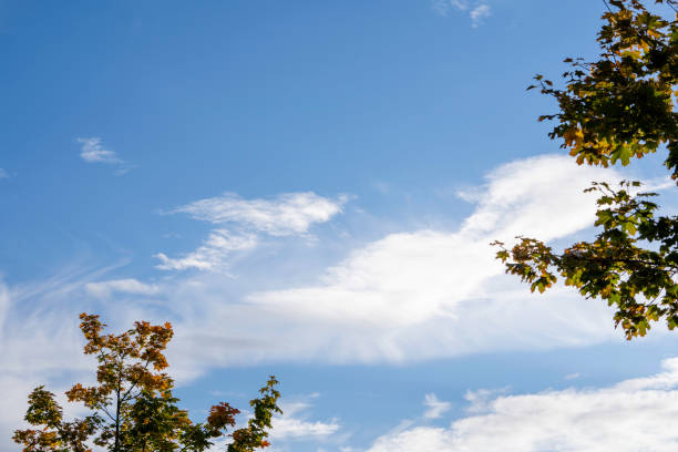 Blue autumn sky with some light fluffy clouds and some dramatic dark clouds with sunlight behind them and trees with dark colored leaves on each side