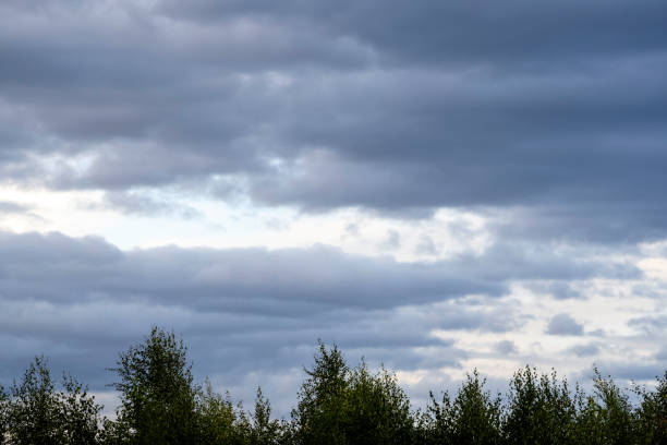 a dark gray dramatic sky under which are dark green bushes