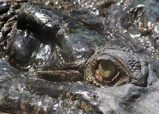 This big one was so closed that I could clearly see what he was looking at!