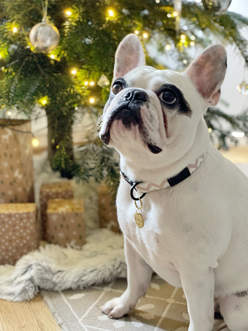 French Bulldog sitting under decorated Christmas tree with lots of Christmas presents under the tree