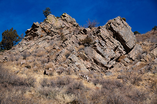 Sandstone rock formations with Big Horn sheep grazing in the foreground at Garden of the Gods in Colorado Springs, Colorado, western USA.