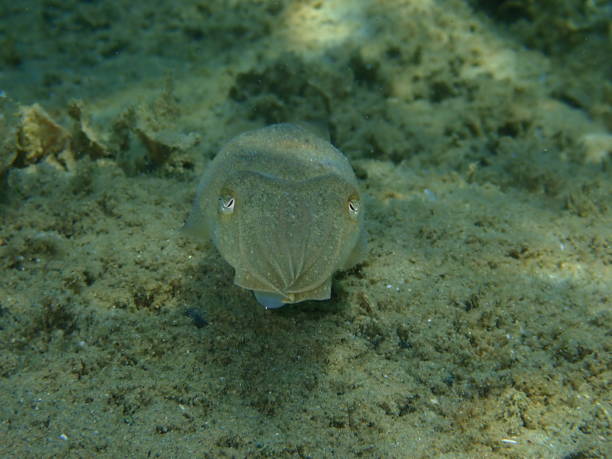 istock Common cuttlefish or European common cuttlefish (Sepia officinalis) close-up undersea, Aegean Sea 1442841016