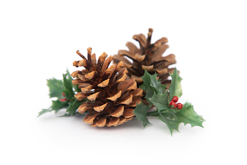 Christmas arrangement with pine twigs and cones isolated on white