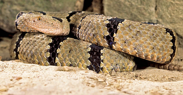 istock Snake-Banded rock rattlesnake 144284128