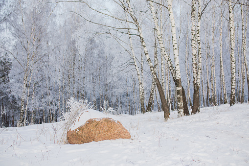 Stone on ground. Winter forest. Snow on branches of trees. Nature background. Copyspace. Cold weather. Climate. Frost