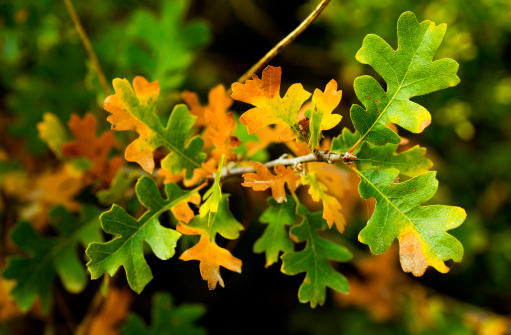 Fall Leaves. Valley Oak, Quercus lobata. (60110225)