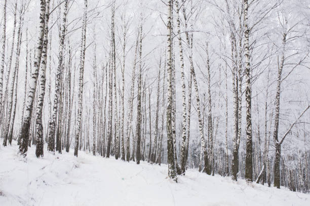 istock Birch tree. Winter forest. Snow on branches of trees. Nature background. Cold weather. Climate. Frost 1442842695