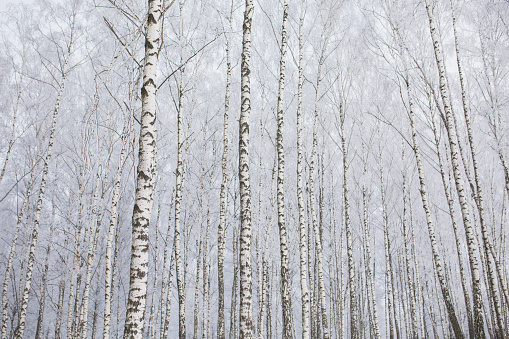 Tree tops. Birch. Winter forest. Snow on branches of trees. Nature background. Cold weather. Climate. Frost