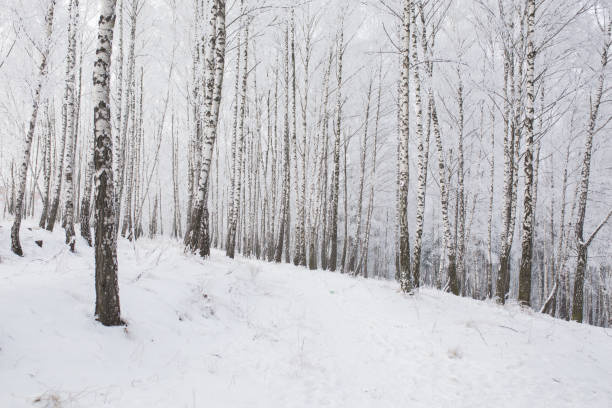 樺の木。冬の森。木の枝に雪が降る。自然の背景。冷気。気候。霜 - landscaped landscape winter usa ストックフォトと画像