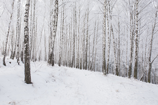 Birch tree. Winter forest. Snow on branches of trees. Nature background. Cold weather. Climate. Frost