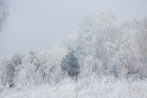 Winter trees in mountains covered with fresh snow. Beautiful foggy landscape with branches of trees covered in snow. Mountain road in Caucasus. Azerbaijan