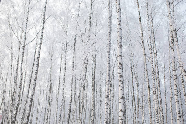 Birch tree. Winter forest. Snow on branches of trees. Nature background. Cold weather. Climate. Frost
