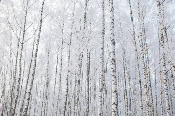Birch tree. Winter forest. Snow on branches of trees. Nature background. Cold weather. Climate. Frost stock photo