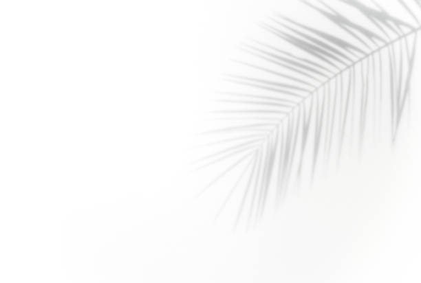 istock Shadow of palm leaves and tropical branches on a white wall in sunlight 1442843866