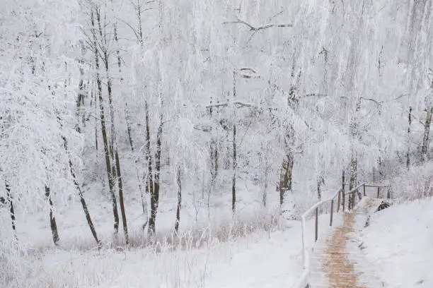 Photo of Staircase on hill. Winter forest. Snow on branches of trees. Nature background. Cold weather. Climate. Frost