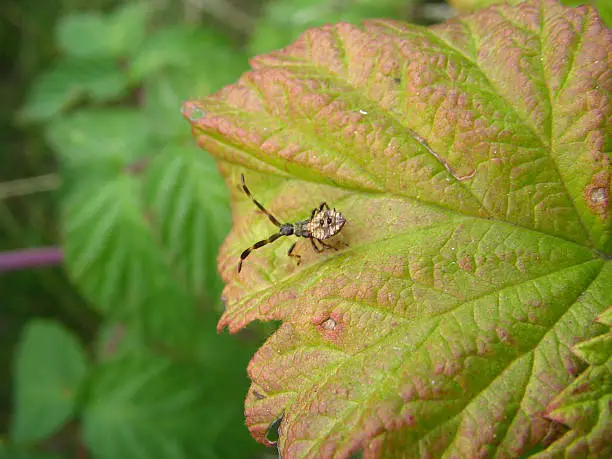 The bug goes on a sheet of a raspberry.