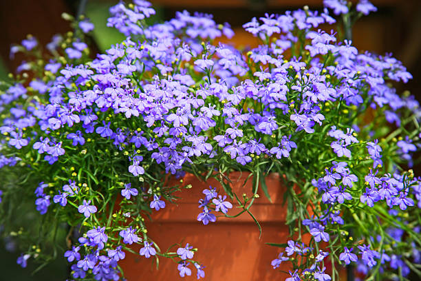 Terracotta pot with blue lobelia Terracotta pot with blue lobelia lobelias stock pictures, royalty-free photos & images