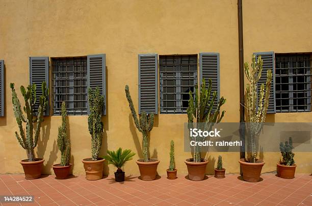 Photo libre de droit de Cactus banque d'images et plus d'images libres de droit de Cactus - Cactus, Mur, Mur d'enceinte