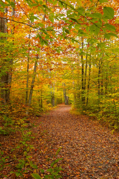 Trail into a forest in Autumn stock photo