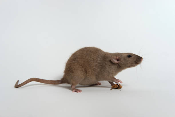 istock Brown domestic rat Dumbo on a white background eating a nut. Side view 1442845438