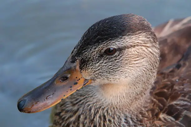 closeup of duck head