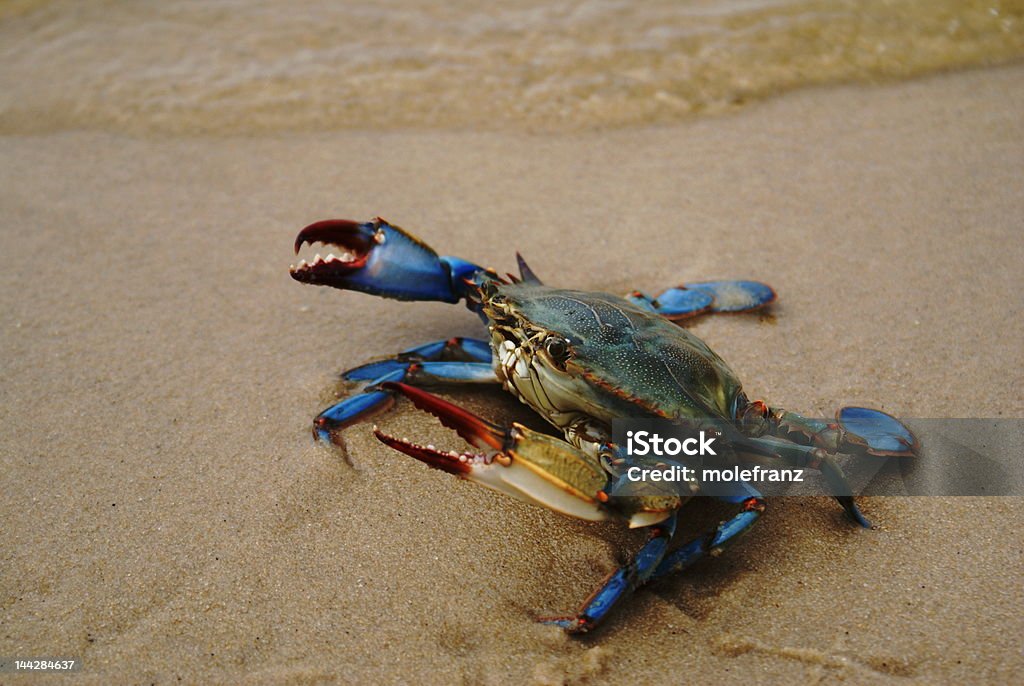 Blue Crab Blue Crab 347 Blue Crab Stock Photo