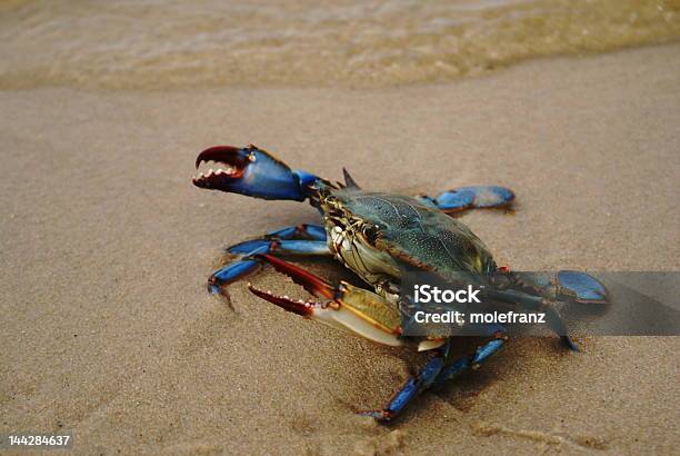 Blue Crab Stock Photo - Download Image Now - Blue Crab, Chesapeake Bay, Crab