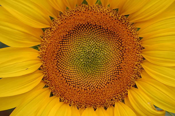 girasole - foto stock