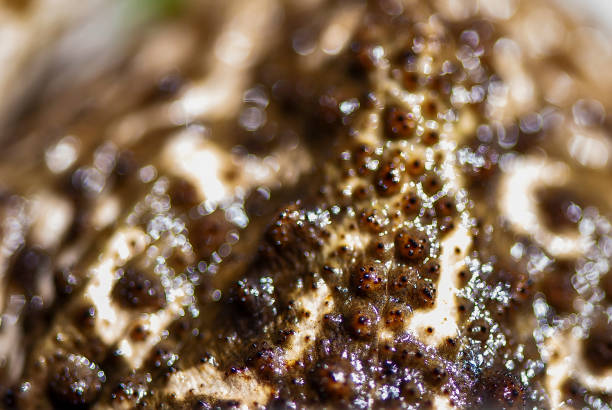 skin of cururu toad (rhinella crucifer) | toad - pele brazil 個照片及圖片檔