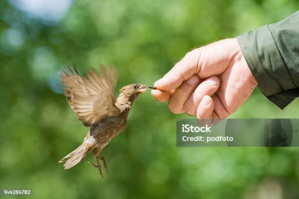 Passero - Fotografie stock e altre immagini di Adulto - Adulto, Affamato, Afferrare