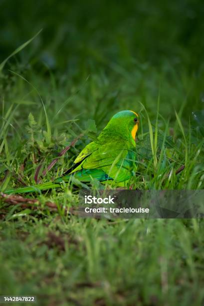 Male Superb Parrot Stock Photo - Download Image Now - Animal, Animal Behavior, Animal Body Part