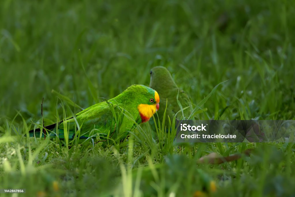 Male Superb parrot (Polytelis swainsonii) Superb parrot (Polytelis swainsonii), also known as Barraband's parrot, Barraband's parakeet, or green leek parrot Animal Stock Photo