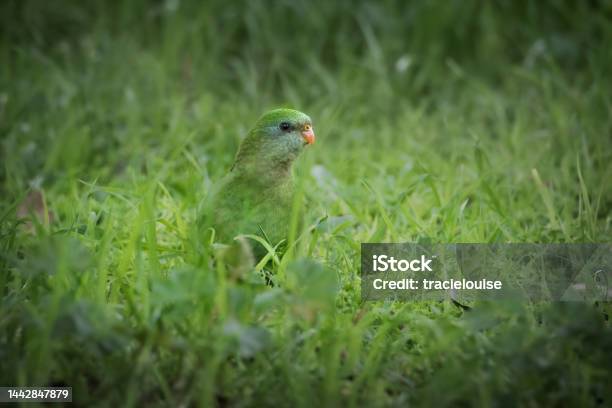 Female Superb Parrot Stock Photo - Download Image Now - Animal, Animal Behavior, Animal Body Part