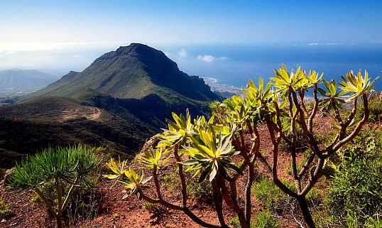 Beautiful view with Verode and Tabaiba tropical succulent plants on the pick of Ifonche mountain in Tenerife, Canary Islands, Spain.Soft focus.