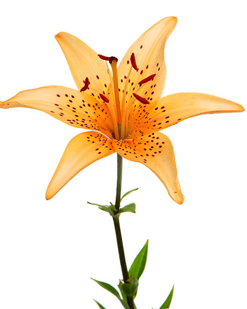istock The pink tiger's lilly 144284843