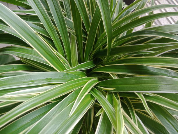 istock Spider plant or Chlorophytum comosum 1442848975