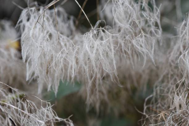 istock Smoke tree ( Cotinus coggygria ) 'Royal Purple'. 1442849027