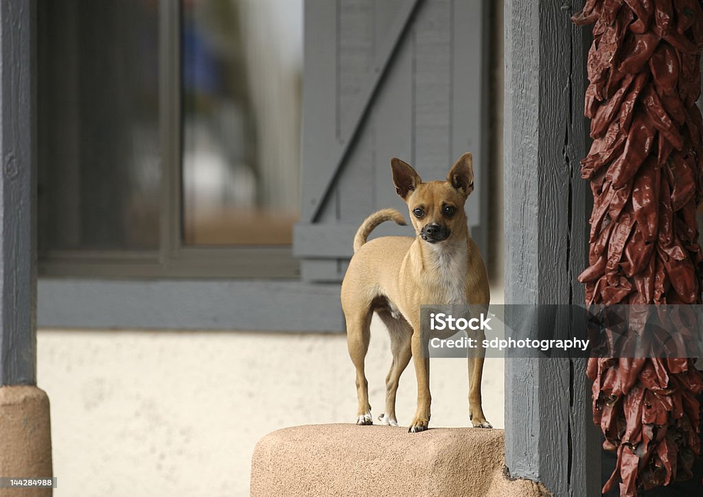 Chihuahua perro de Nuevo México - Foto de stock de Chihuahua - Perro de pura raza libre de derechos