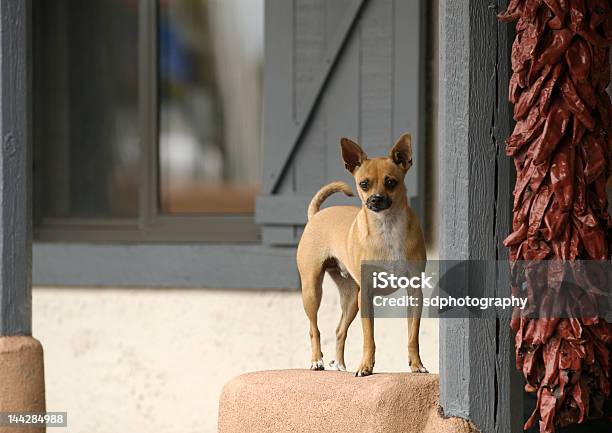 Chihuahua Perro De Nuevo México Foto de stock y más banco de imágenes de Chihuahua - Perro de pura raza - Chihuahua - Perro de pura raza, Fotografía - Imágenes, Horizontal