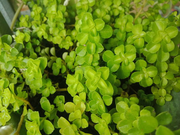istock Green Creeping jenny ornamental plant 1442849934