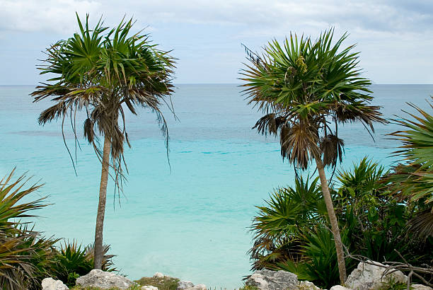 Coconut palm trees on a deserted beach in Sian Ka'an Biosphere Reserve, Boca Paila Peninsula, Tulum Municipality, Quintana Roo.