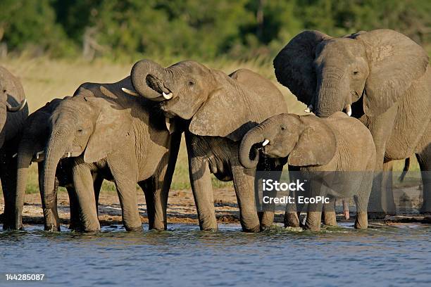 아프리카 코끼리 Loxodonta Africana 황계 국립 공원에 대한 스톡 사진 및 기타 이미지 - 황계 국립 공원, 짐바브웨, 가축떼