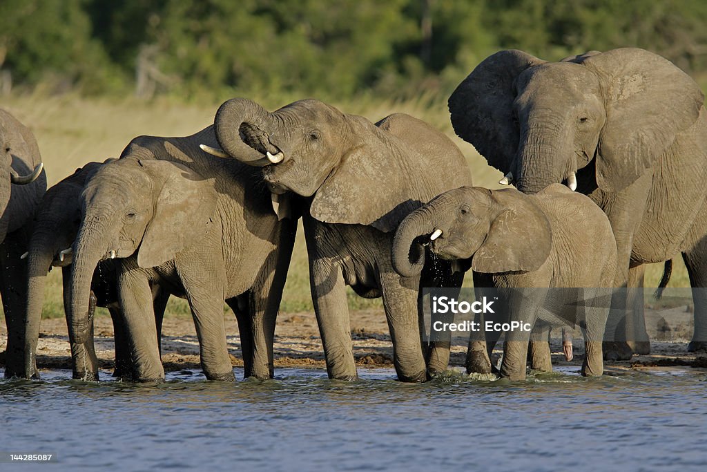 Afrykańskie słonie (Loxodonta africana) - Zbiór zdjęć royalty-free (Park Narodowy Hwange)