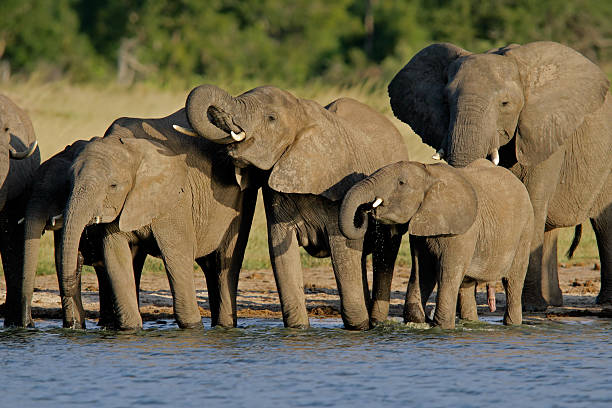 elefantes africanos (loxodonta africana) - hwange national park - fotografias e filmes do acervo